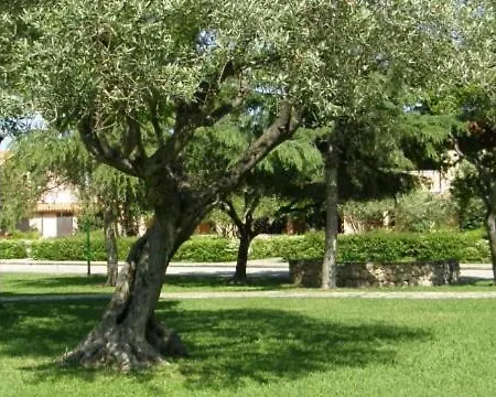 Bilocale Al Villaggio Degli Ulivi Lägenhet San Teodoro (Sardinia)